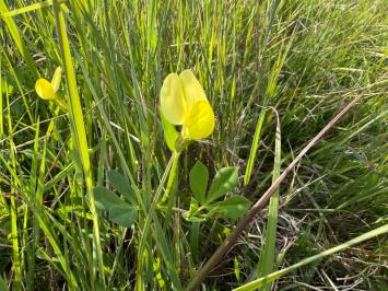 <i>Lotus maritimus</i>