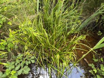<i>Carex pseudocyperus</i>