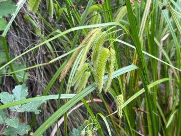 <i>Carex pseudocyperus</i>