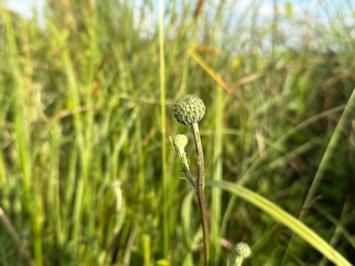 <i>Cirsium tuberosum</i>