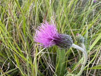 <i>Cirsium dissectum</i>