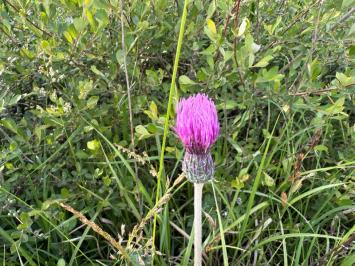 <i>Cirsium dissectum</i>