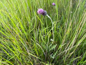 <i>Cirsium dissectum</i>