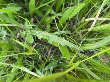 <i>Cirsium dissectum</i>