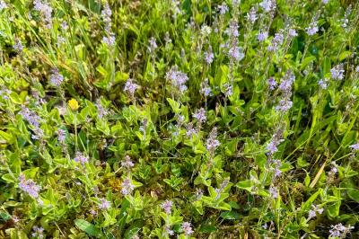<i>Veronica officinalis</i>