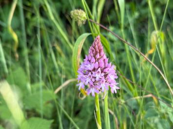 <i>Anacamptis pyramidalis</i>