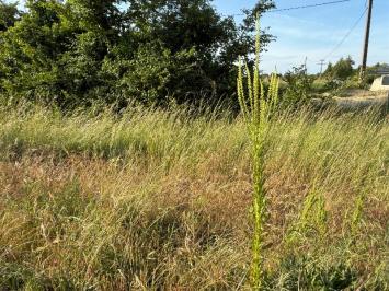 <i>Reseda luteola</i>