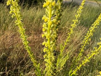<i>Reseda luteola</i>