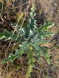 <i>Onopordum acanthium</i>
