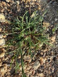 <i>Dianthus</i>