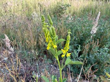 <i>Melilotus officinalis</i>