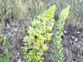 <i>Reseda lutea</i>