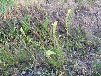 <i>Reseda lutea</i>