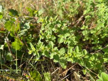 <i>Origanum vulgare</i>