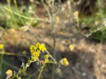 <i>Hirschfeldia incana</i>