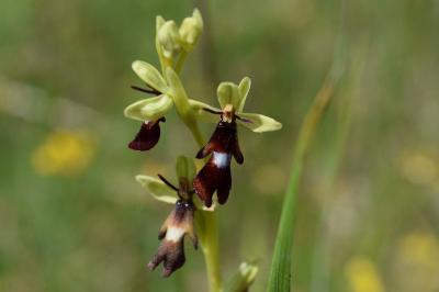 <i>Ophrys insectifera</i>