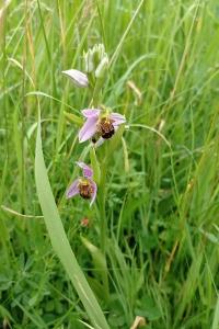 <i>Ophrys apifera</i>