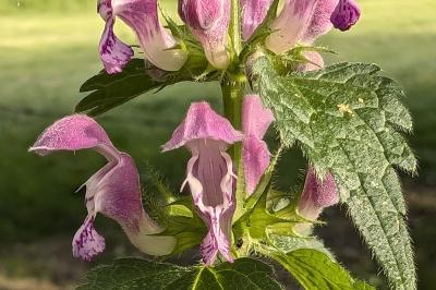 <i>Lamium maculatum</i>