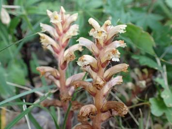 <i>Orobanche hederae</i>