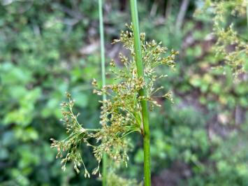 <i>Juncus effusus</i>