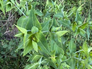 <i>Euphorbia lathyris</i>
