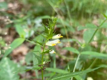 <i>Melampyrum pratense</i>