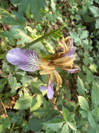 <i>Iris foetidissima</i>