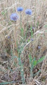 <i>Jasione montana</i>