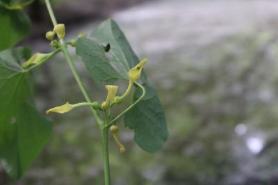 <i>Aristolochia clematitis</i>