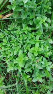<i>Mentha pulegium</i>