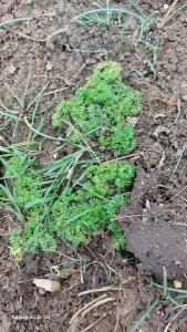 <i>Ranunculus trichophyllus</i>