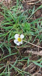 <i>Ranunculus trichophyllus</i>