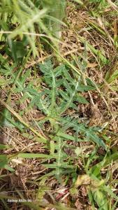 <i>Centaurea calcitrapa</i>