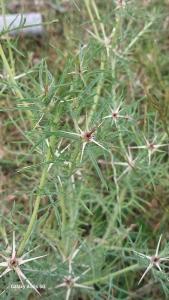 <i>Centaurea calcitrapa</i>