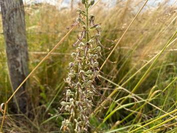 <i>Himantoglossum hircinum</i>