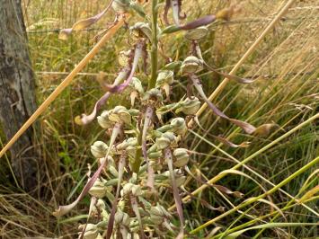 <i>Himantoglossum hircinum</i>