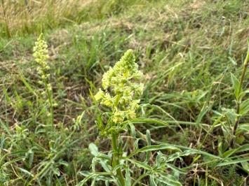 <i>Reseda lutea</i>