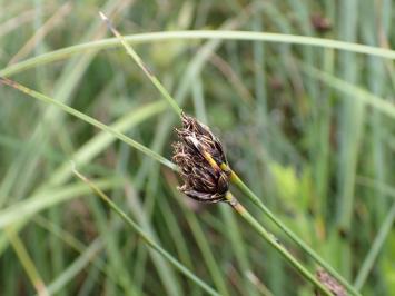 <i>Schoenus nigricans</i>