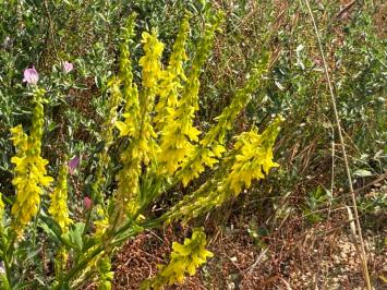 <i>Melilotus officinalis</i>