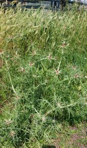 <i>Centaurea calcitrapa</i>