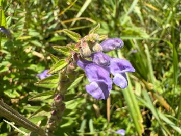 <i>Scutellaria hastifolia</i>