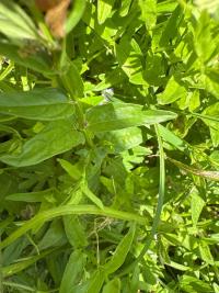 <i>Scutellaria hastifolia</i>