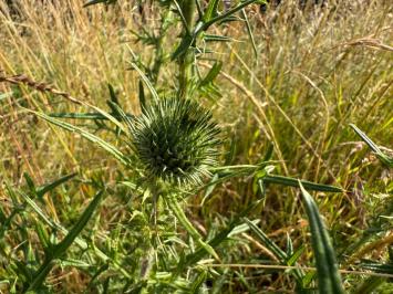 <i>Cirsium vulgare</i>