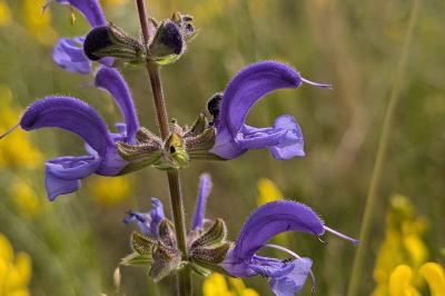 <i>Salvia pratensis</i>