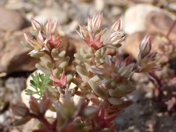 <i>Sedum rubens</i>