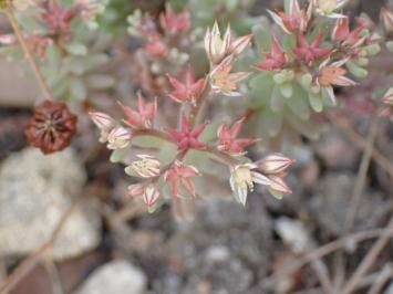 <i>Sedum rubens</i>