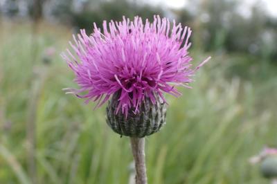 <i>Cirsium tuberosum</i>