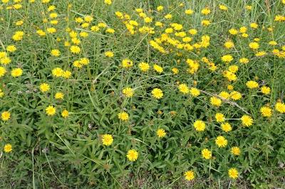 <i>Inula salicina</i>