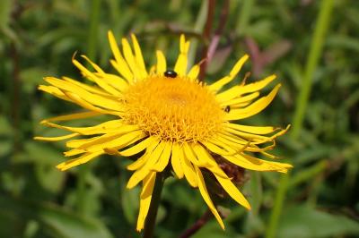 <i>Inula salicina</i>