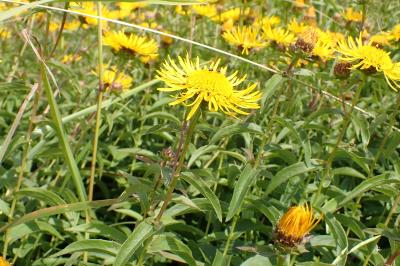 <i>Inula salicina</i>